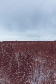 Zobacz obraz Zimowy las 006, WID_006