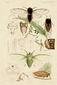 Zobacz obraz ILUSTRACJA ZE STAREJ KSIĄŻKI, OWADY 042, LIT_INS_042