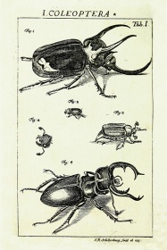 Zobacz obraz  ILUSTRACJA ZE STAREJ KSIĄŻKI, OWADY 054, LIT_INS_054