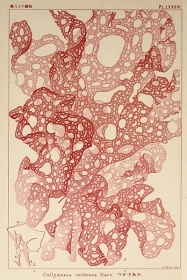 Zobacz obraz ILUSTRACJA ZE STAREJ KSIĄŻKI,BOTANIKA 042, LIT_BOT_042