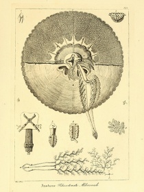 Zobacz obraz ILUSTRACJA ZWIERZĘTA 002, LIT_ZW_002