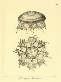 Zobacz obraz ILUSTRACJA ZWIERZĘTA 011, LIT_ZW_011