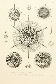 Zobacz obraz ILUSTRACJA ZWIERZĘTA 013, LIT_ZW_013