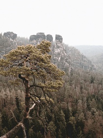 Zobacz obraz  PEJZAŻ GÓRSKI Z DRZEWEM 078, NAT_WID_078